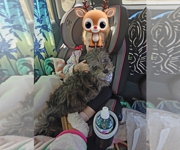 Medium Photo #2 ShihPoo Puppy For Sale in DYERSBURG, TN, USA