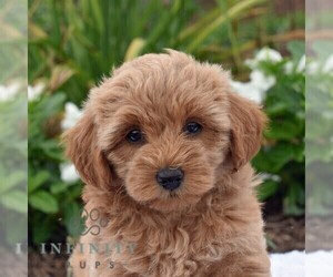 Poodle (Toy)-Shorkie Tzu Mix Puppy for sale in MILLERSTOWN, PA, USA