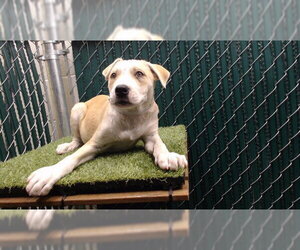 German Shepherd Dog-Unknown Mix Dogs for adoption in Downey, CA, USA