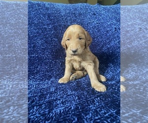 Goldendoodle Puppy for sale in LARKSPUR, CO, USA