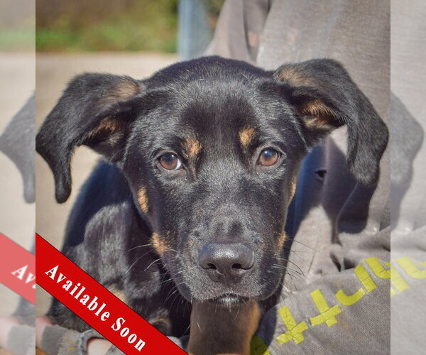 Medium Photo #1 German Shepherd Dog-Unknown Mix Puppy For Sale in Huntley, IL, USA