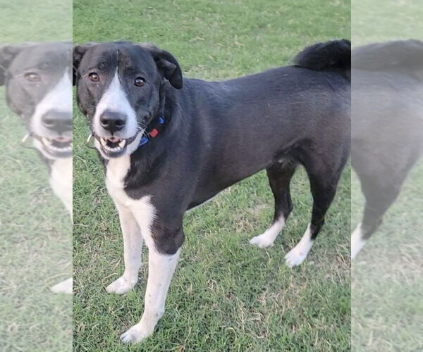 Medium Photo #2 Mutt Puppy For Sale in Royse City, TX, USA