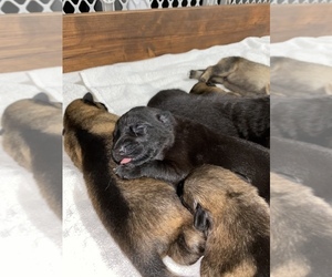 German Shepherd Dog Puppy for sale in NORTH PLAINS, OR, USA