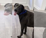 Small #2 Weimaraner Mix