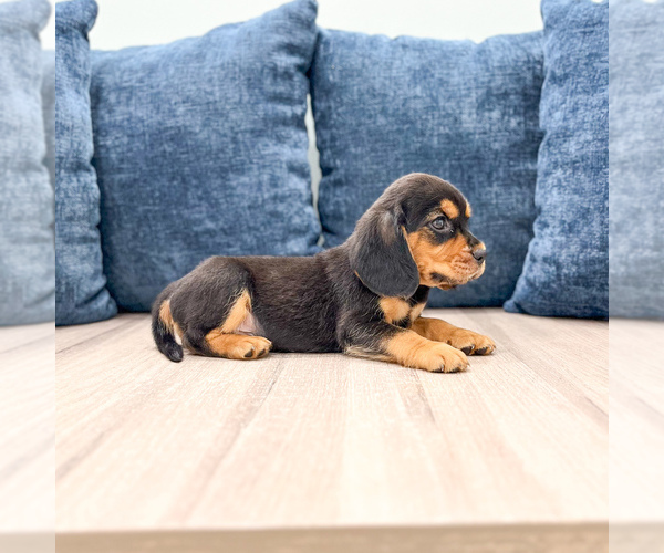 Medium Photo #3 Beaglier Puppy For Sale in MILLERSBURG, OH, USA