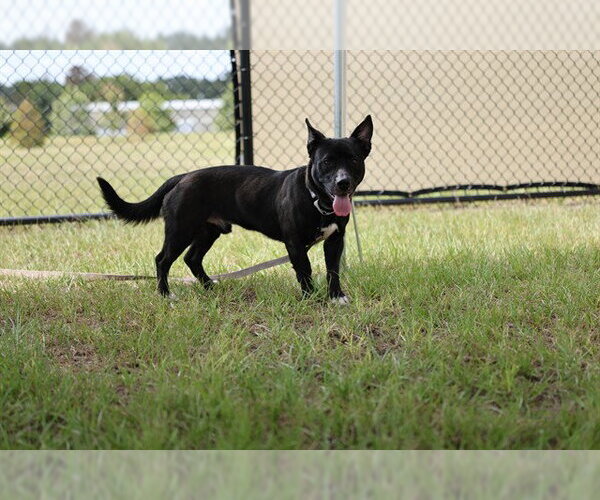 Medium Photo #1 Pembroke Welsh Corgi-Unknown Mix Puppy For Sale in Ocala, FL, USA