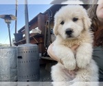 Puppy Hunter Green Great Pyrenees