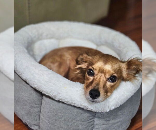 Medium Photo #4 Chihuahua Puppy For Sale in San Diego, CA, USA