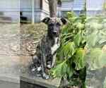 Small Labrador Retriever Mix