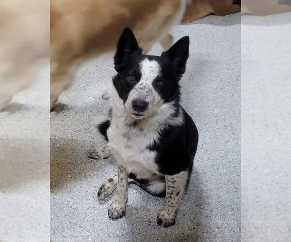 Medium Photo #2 Border Collie Puppy For Sale in Highland, IL, USA