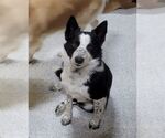 Small #1 Border Collie