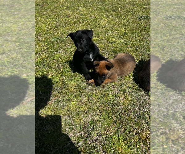 Medium Photo #4 Belgian Malinois Puppy For Sale in GREENVILLE, NC, USA