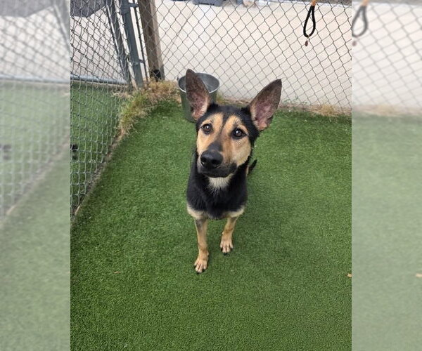 Medium Photo #8 German Shepherd Dog-Unknown Mix Puppy For Sale in Brewster, NY, USA