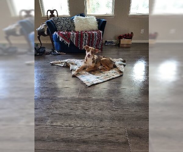 Medium Photo #12 Dutch Shepherd -Huskies  Mix Puppy For Sale in Spring, TX, USA