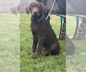 Labrador Retriever Puppy for sale in GERBER, CA, USA
