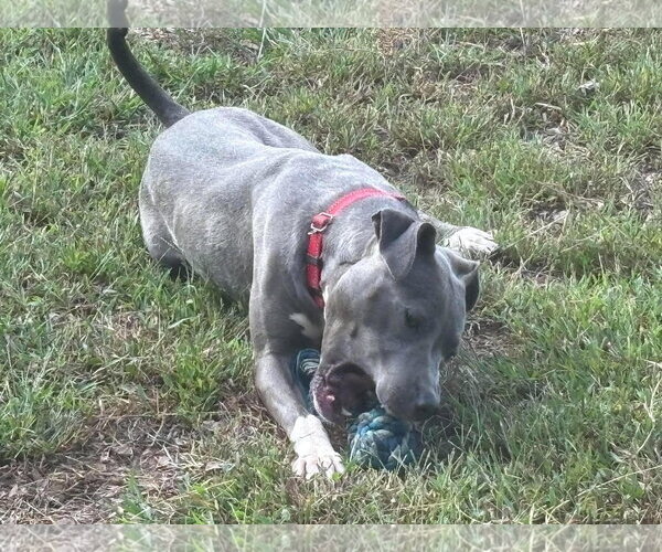 Medium Photo #9 Mutt Puppy For Sale in Rustburg, VA, USA