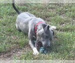Small #8 Mutt