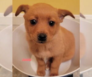 Cairn Terrier-Feist Terrier Mix Dogs for adoption in Aurora, IN, USA