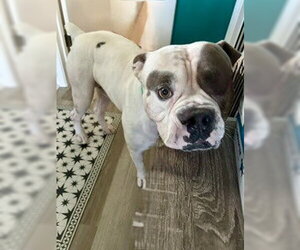 American Bulldog Dogs for adoption in St. Louis Park, MN, USA