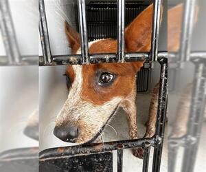 Mutt Dogs for adoption in Houston, TX, USA