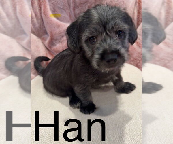 Medium Photo #1 Havanese-Unknown Mix Puppy For Sale in Newport Beach, CA, USA
