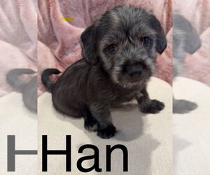 Havanese-Unknown Mix Dogs for adoption in Newport Beach, CA, USA