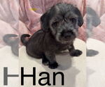 Small Havanese Mix