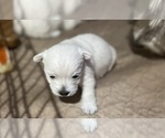 Small Photo #12 West Highland White Terrier Puppy For Sale in PHOENIX, AZ, USA