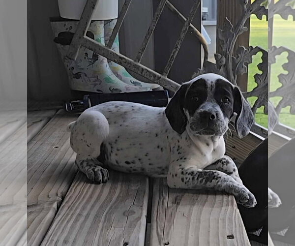 Medium Photo #1 Bluetick Coonhound-Pointer Mix Puppy For Sale in Oakhurst, NJ, USA