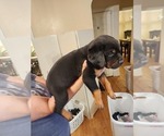 Small #7 Rottweiler