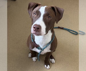 American Pit Bull Terrier-Unknown Mix Dogs for adoption in Derwood, MD, USA