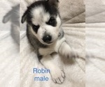 Small Photo #8 Siberian Husky Puppy For Sale in WASHBURN, WI, USA