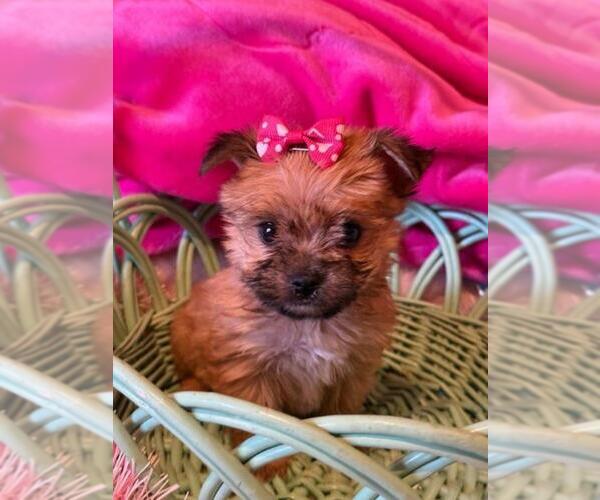 Medium Photo #1 Morkie Puppy For Sale in PEMBROKE PINES, FL, USA