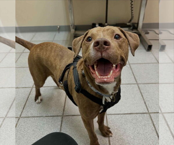Medium Photo #7 Labrador Retriever-Unknown Mix Puppy For Sale in Ball Ground, GA, USA