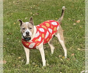 Blue - Female Jack Russell Terrier-Staffordshire Bull Terrier Mix Dog for Adoption - Photo #3