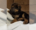 Small Photo #3 German Shepherd Dog Puppy For Sale in TORONTO, OH, USA