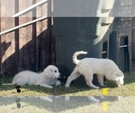 Small Photo #8 Great Pyrenees Puppy For Sale in AGRA, OK, USA