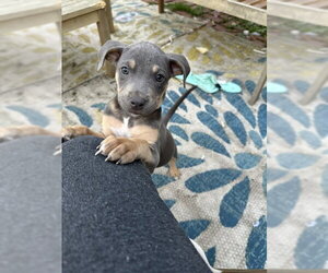 Tigger - Male Mutt Dog for Adoption - Photo #2