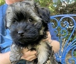 Small Photo #2 Havanese Puppy For Sale in KODAK, TN, USA