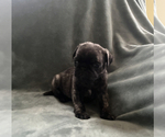 Small Photo #2 Pug Puppy For Sale in CLINTON, MI, USA