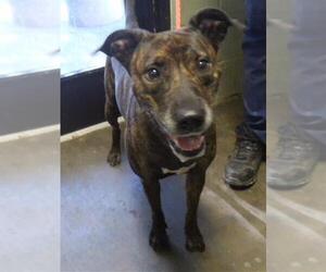 Mutt Dogs for adoption in Tulsa, OK, USA