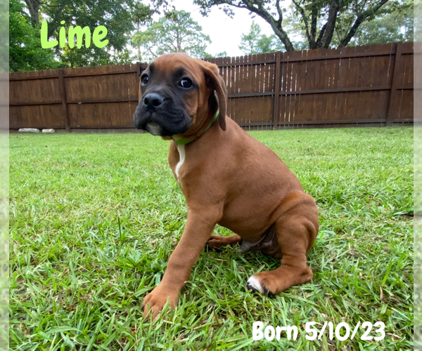 Medium Photo #5 Boxer Puppy For Sale in WEST COLUMBIA, SC, USA