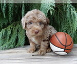 Small #1 Labradoodle
