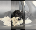Puppy Calvin Cavapoo
