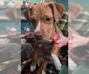 American Staffordshire Terrier-Unknown Mix Dogs for adoption in Minneapolis, MN, USA