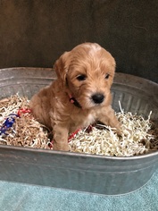 Labradoodle Puppy for sale in SALINAS, CA, USA