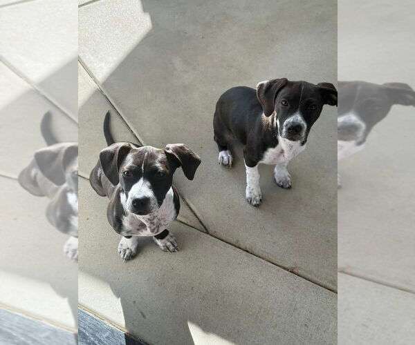 Medium Photo #3 Beagle-Unknown Mix Puppy For Sale in Dana Point, CA, USA