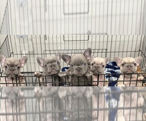 French Bulldog Puppy for sale in HIALEAH, FL, USA