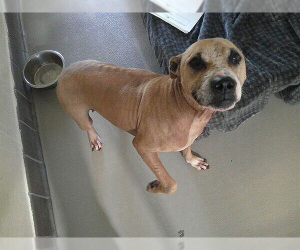 Medium Photo #1 Mutt Puppy For Sale in Sanford, FL, USA