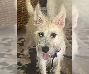 Cairn Terrier-Unknown Mix Dogs for adoption in Newfoundland, PA, USA